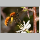Andrena fulva - Rotpelzige Sandbiene w07.jpg